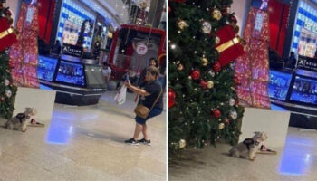 Mulher tira foto de seu cachorro em frente à uma árvore de Natal durante passeio em Shopping e conquista elogios