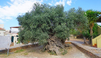 Esta oliveira tem mais de três mil anos e continua a produzir azeitonas na Grécia