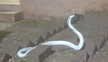 Cobra albina rara é encontrada dentro de casa na Índia