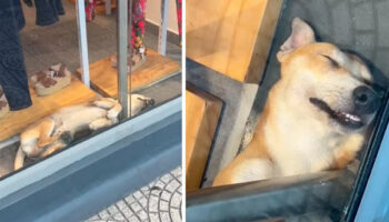 Loja é elogiada por permitir que cachorrinho cansado durma em sua vitrine climatizada