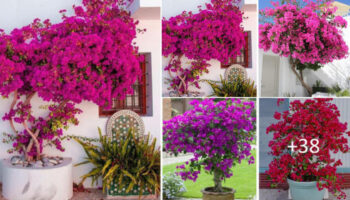 Como cultivar Buganvílias em vaso – Floração e Cuidados