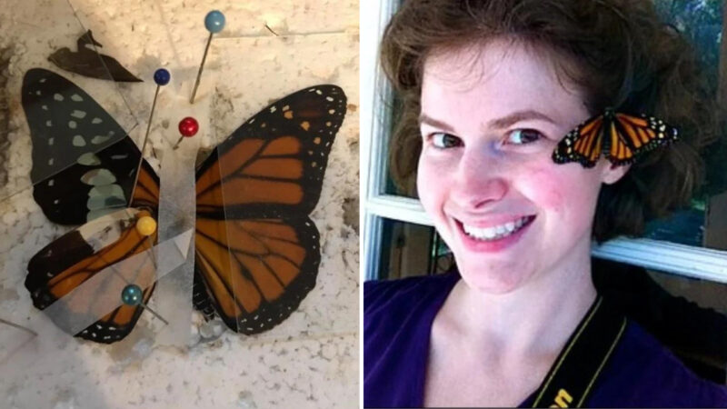 Mulher operou uma borboleta que estava sem asa e ela conseguiu voltar a voar