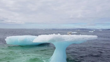 Pescadores pensaram ter visto uma foca em um iceberg, mas era uma raposa do Ártico e conseguiram salvá-la