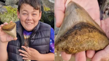 Menino de 6 anos encontrou um enorme dente de megalodonte em uma praia na Inglaterra