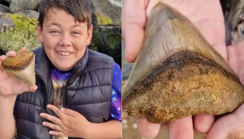 Menino de 6 anos encontrou um enorme dente de megalodonte em uma praia na Inglaterra