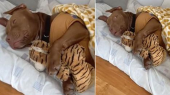 Cachorro Pitbull não consegue dormir sem abraçar seu ursinho de pelúcia: “Dorme melhor que a dona”