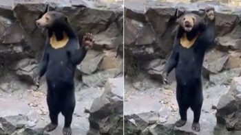Novo vídeo mostra urso suspeito de ser pessoa fantasiada em pé acenando para visitantes do zoológico