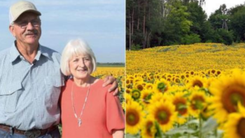 Homem planta mais de 1 milhão de girassóis para mulher pelo aniversário de 50 anos de casamento
