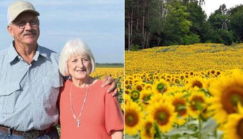 Homem planta mais de 1 milhão de girassóis para mulher pelo aniversário de 50 anos de casamento