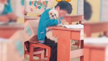 Professora permite que aluno com problemas em casa leve seu cachorro para a aula