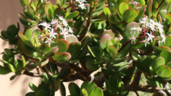 O que significa receber uma árvore de jade como presente?
