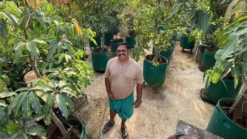 Este homem plantou 135 árvores frutíferas em tambores de plástico sozinho em seu quintal