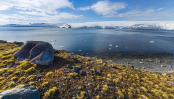 Antártica Verde: Aparecem fotos de flores e plantas e do continente congelado e isso não é bom