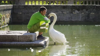Jardineiro e cisne criam lindo vínculo de amizade e se tornam inseparáveis