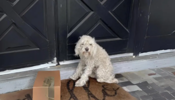 Um cachorro de rua encontra um novo lar após ser encontrado na frente da casa de uma família