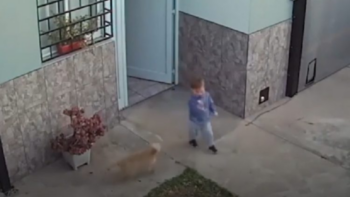 Câmera de segurança registra momento em que um bebê foge de sua casa e seus dois cachorros o salvam