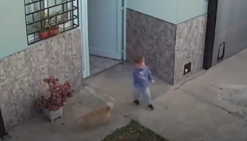 Câmera de segurança registra momento em que um bebê foge de sua casa e seus dois cachorros o salvam