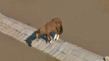 Felipe Neto e Giovanna Ewbank se oferecem para adotar Cavalo Caramelo que foi resgatado no RS