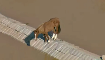 Cavalo Caramelo é resgatado com vida após 4 dias ilhado no Rio Grande do Sul
