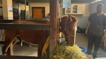 Após resgate no telhado, cavalo Caramelo passa bem e se recupera