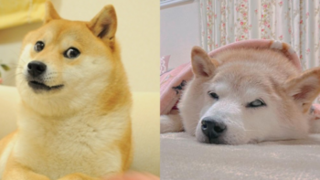 Kabosu, a famosa cachorrinha do meme Doge, morre aos 18 anos