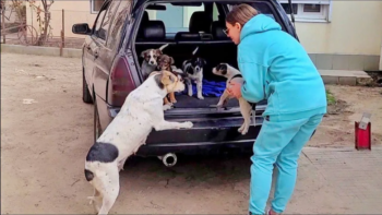 Cachorrinha reencontra seus cachorrinhos que foram roubados e chora de alegria