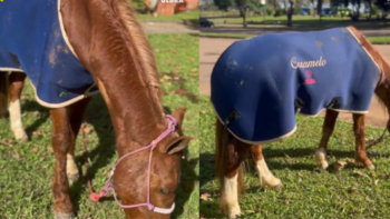 Cavalo Caramelo resgatado no RS ganha “casaco” personalizado para inverno na fazenda