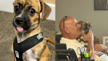 Bombeiros salvam e adotam cachorrinho que foi abandonado em carro