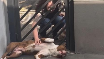Pitbull carente faz sucesso na internet após vídeo dele pedindo carinho a todos que passam em frente à portão
