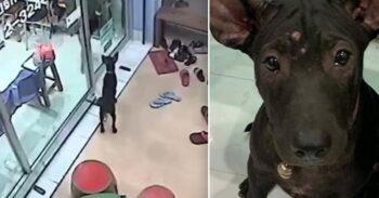 Cachorrinho perdido vai até clínica veterinária e bate na porta para pedir ajuda