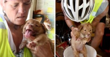 Ciclista salva cachorro que encontrou sozinho em um deserto