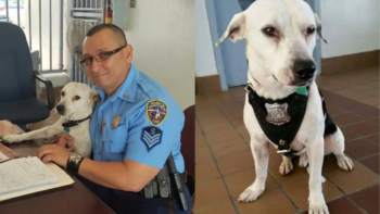 Polícia adota cachorro de rua e o nomeia capitão do time, ganhou até uniforme próprio