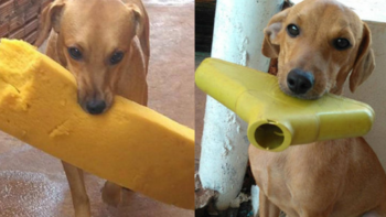 Cãozinho gentil presenteia família todos os dias com objetos que encontra