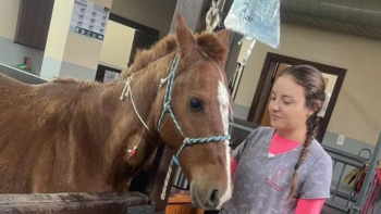 Lembra dele? Cavalo Caramelo está saudável e já ganhou 40 kg desde o resgate, dizem veterinários