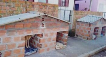 Mulher mandou construir casinhas na frente de sua casa para abrigar animais de rua
