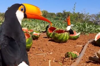 Tucanos são vistos saboreando melancias em  uma plantação no MT