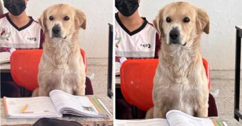 Cãozinho companheiro permanece junto ao dono na escola e professora o acolhe em sala de aula