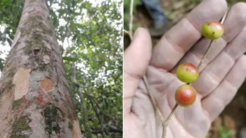 Espécie “parente da jabuticabeira” é descoberta no RJ