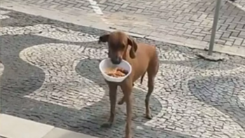 Caramelo se torna cliente fiel e busca marmita todos os dias em restaurante