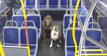 Motorista de ônibus ajuda dois cães perdidos a chegar em casa no Natal