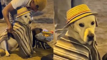 Cachorro vestido com fantasia festiva acompanha seu dono para vender comida nas ruas
