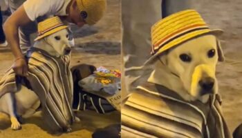 Cachorro vestido com fantasia festiva acompanha seu dono para vender comida nas ruas